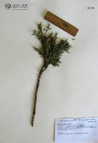 Juniperus deppeana image