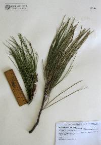 Pinus lumholtzii image