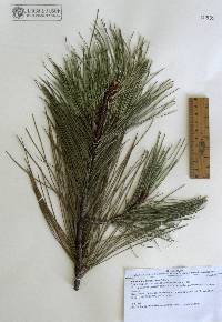 Pinus lumholtzii image