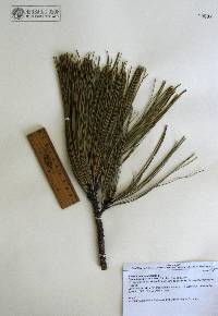 Pinus durangensis image