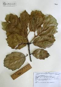 Quercus mcvaughii image