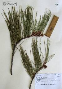 Pinus lumholtzii image