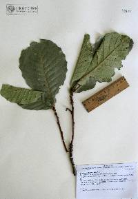 Image of Quercus subspathulata