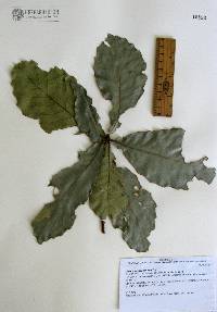 Quercus subspathulata image
