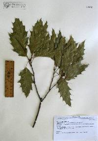 Quercus albocincta image