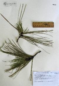 Pinus durangensis image