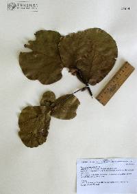 Quercus jonesii image