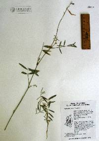 Tephrosia palmeri image