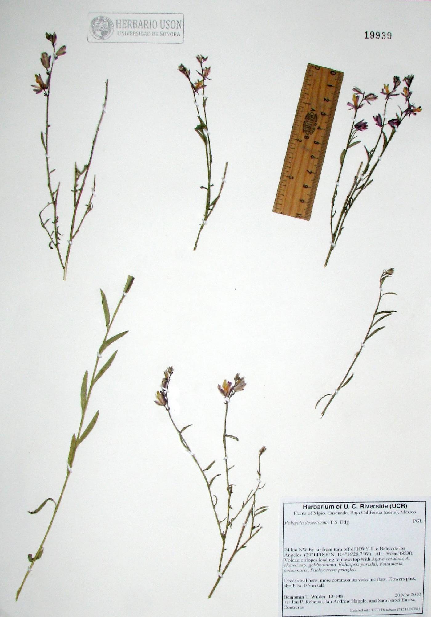 Polygala desertorum image