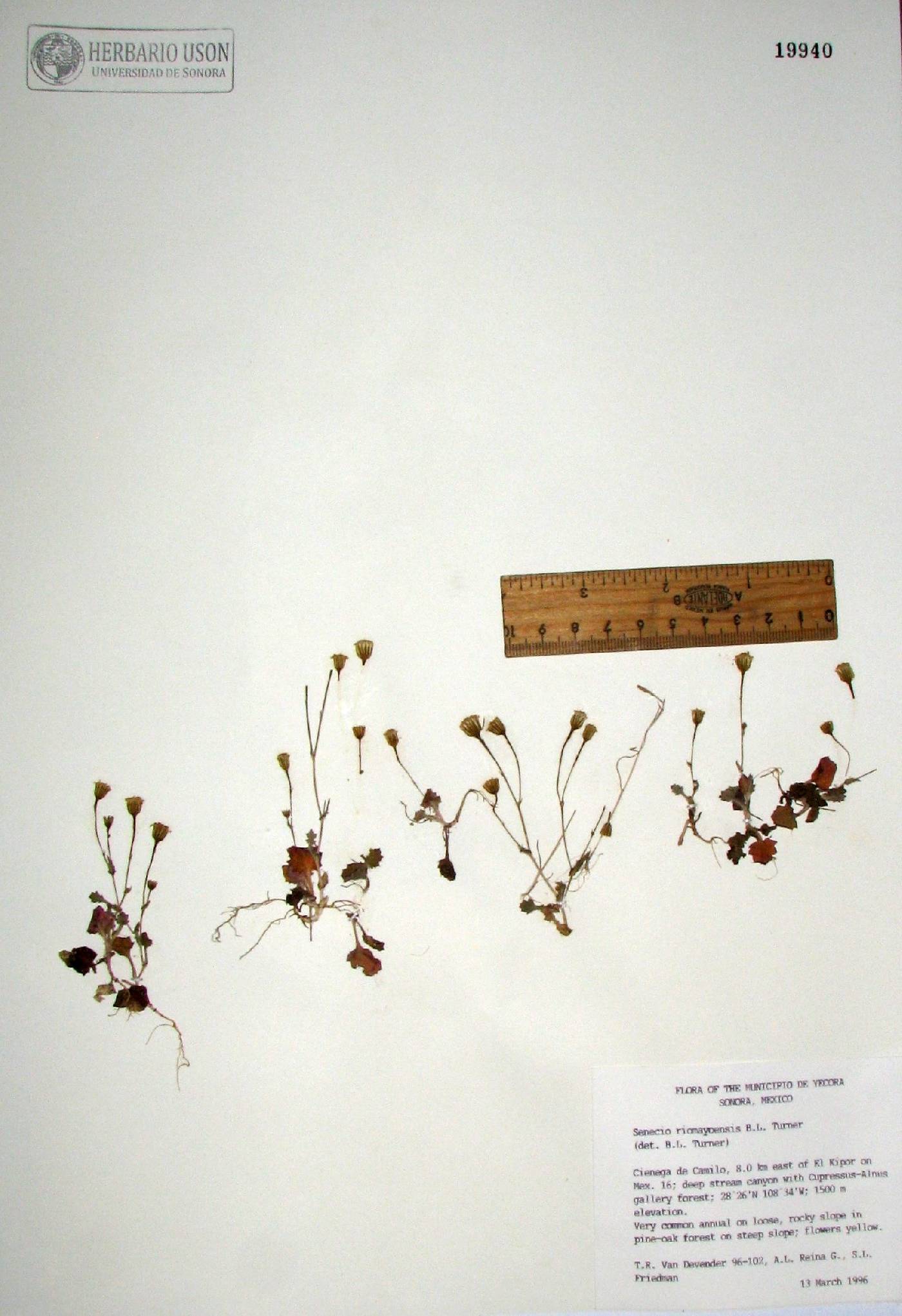 Senecio riomayensis image