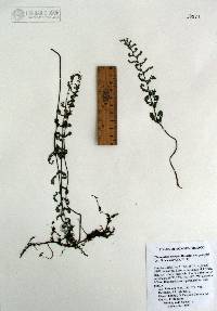 Myriopteris pringlei subsp. pringlei image