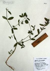 Euphorbia trachysperma image