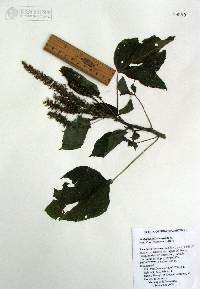 Acalypha polystachya image