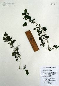 Image of Euphorbia sonorae