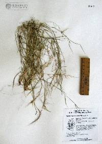 Muhlenbergia microsperma image