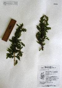 Guaiacum coulteri image