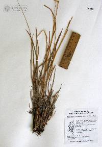 Heteropogon contortus image