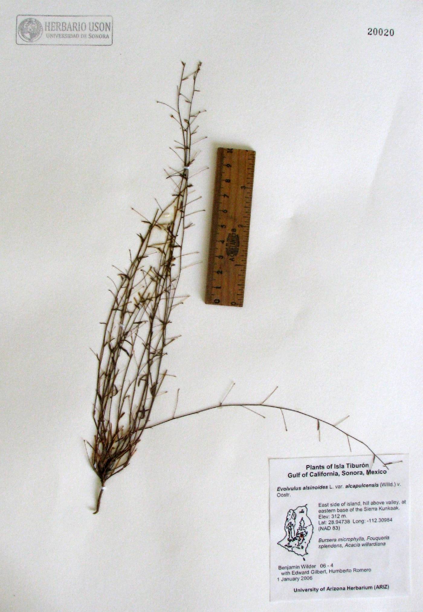 Evolvulus alsinoides var. angustifolia image