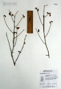 Acalypha californica image