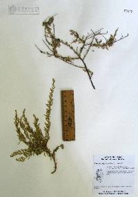 Atriplex polycarpa image