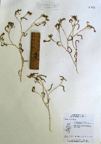 Dalea mollis image