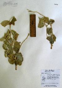 Croton magdalenae image