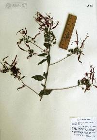 Image of Lopezia semeiandra
