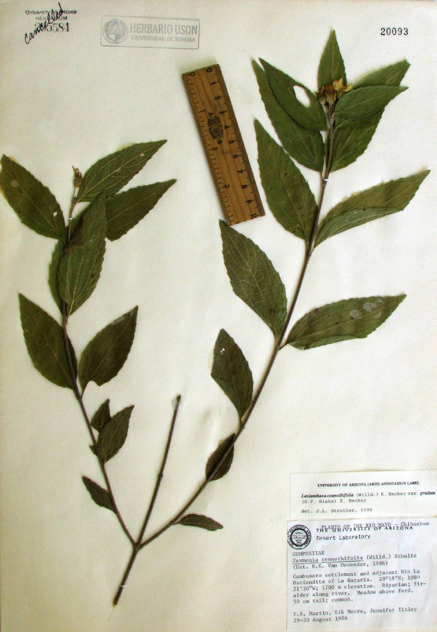 Lasianthaea ceanothifolia var. gradata image
