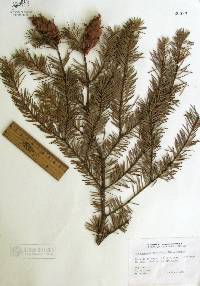 Pseudotsuga menziesii image