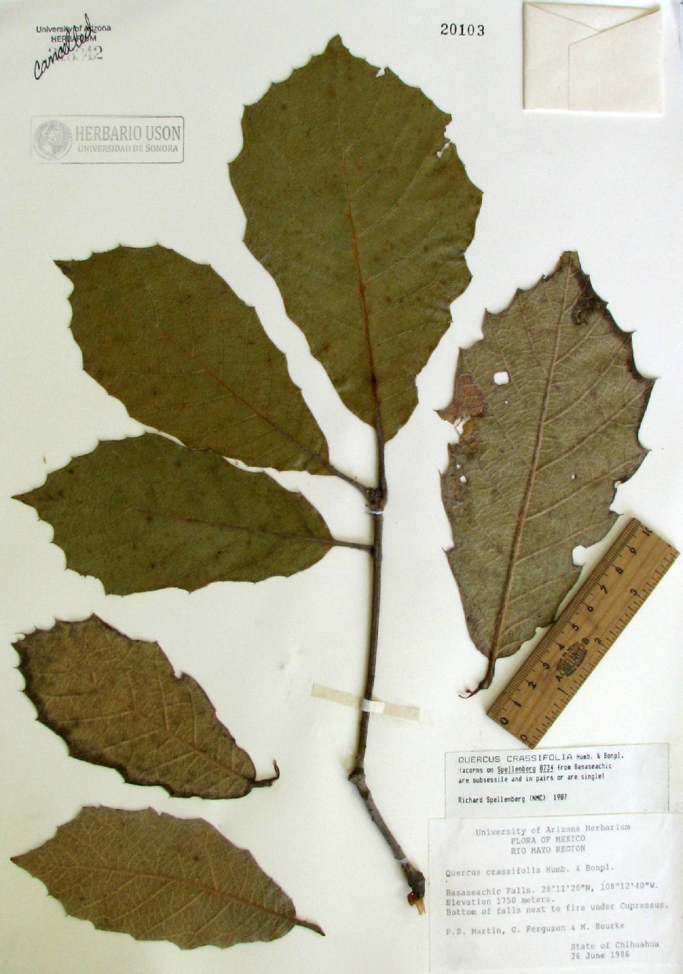 Quercus crassifolia image