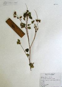 Ambrosia cordifolia image