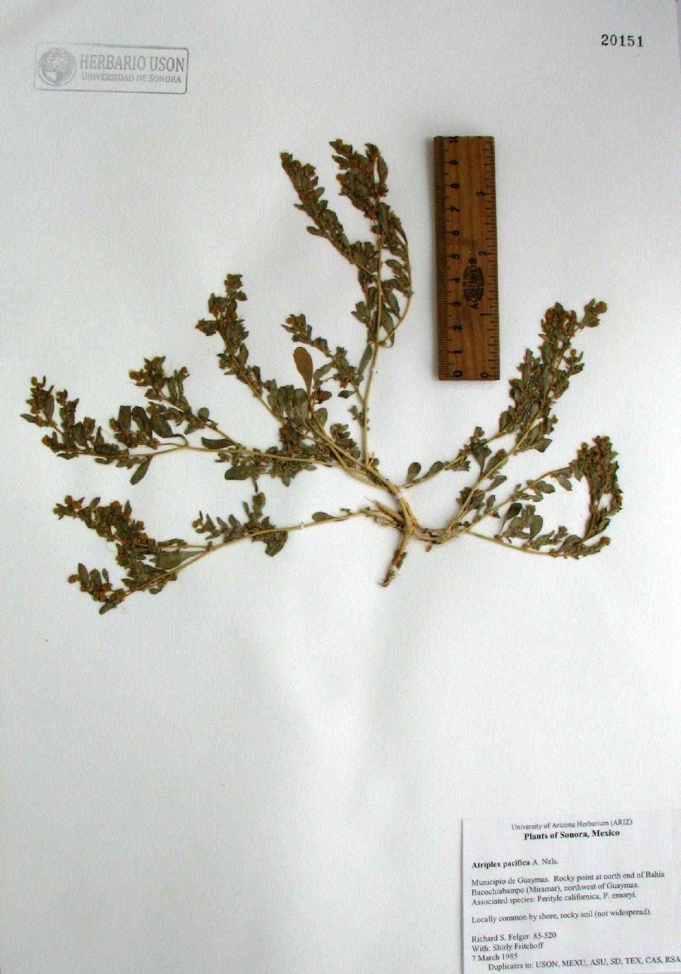 Atriplex pacifica image
