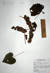 Dioscorea remotiflora image