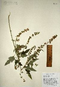 Sphaeralcea fendleri image