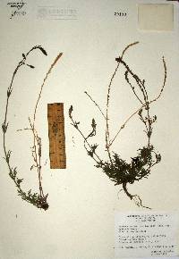 Verbena neomexicana var. xylopoda image