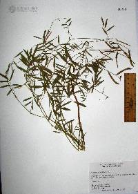 Tephrosia vicioides image