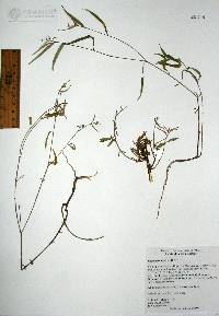 Image of Croton pedicellatus