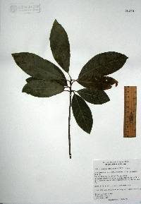 Sideroxylon tepicense image