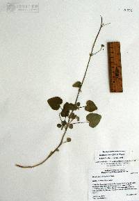 Horsfordia rotundifolia image