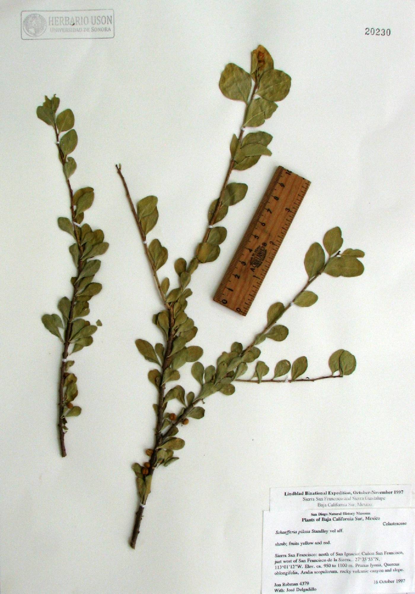 Schaefferia pilosa image