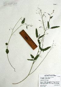 Desmodium procumbens var. exiguum image