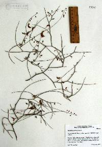 Caesalpinia intricata image
