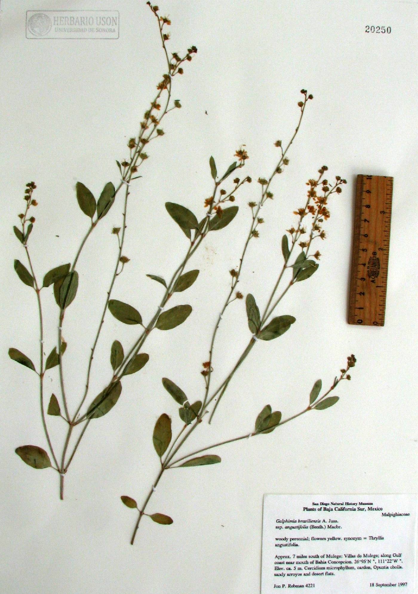 Galphimia brasiliensis subsp. angustifolia image