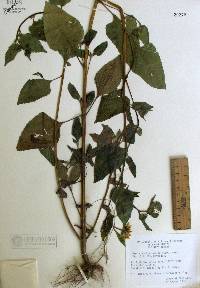 Simsia amplexicaulis image