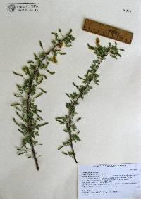 Acacia greggii image