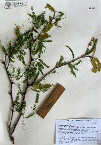 Prosopis velutina image