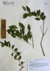 Agonandra racemosa image