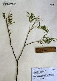 Acacia russelliana image