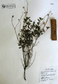 Bahiopsis parishii image