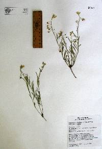 Physaria schaffneri image